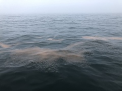 Noctiluca scintillans