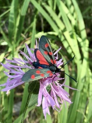 Zygaena angelicae