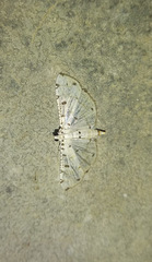 Pycnarmon cribrata