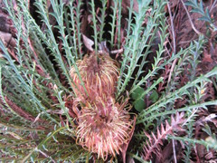 Banksia arctotidis