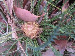 Banksia arctotidis