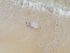 Rhizostoma pulmo