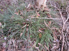 Banksia arctotidis