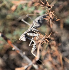 Bolivaria brachyptera