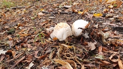 Fungi