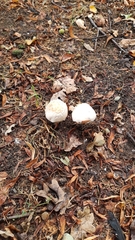 Fungi