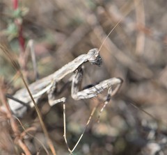 Bolivaria brachyptera