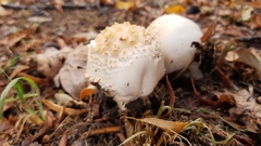 Fungi