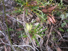 Banksia armata