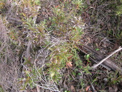 Banksia armata