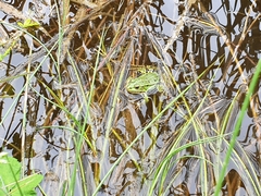 Pelophylax lessonae