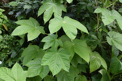 Cecropia schreberiana