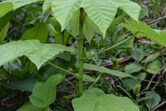 Cecropia schreberiana