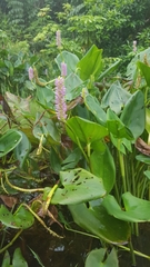 Pontederia sagittata