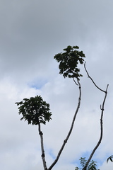 Cecropia schreberiana