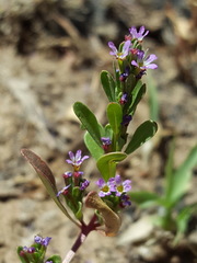 Lythrum tribracteatum