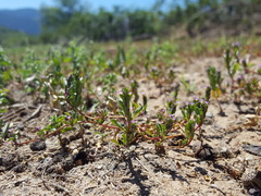 Lythrum tribracteatum