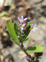 Lythrum tribracteatum