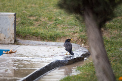 Acridotheres tristis