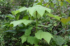Cecropia schreberiana