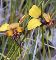 Diuris amplissima