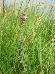 Odontites vulgaris