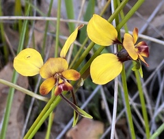 Diuris amplissima