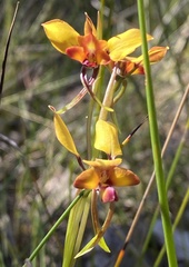 Diuris amplissima