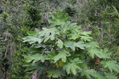 Cecropia schreberiana