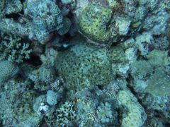 Acanthastrea