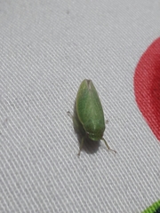 Cicadellidae
