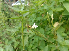 Delta campaniforme campaniforme