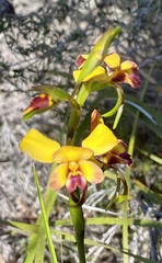 Diuris amplissima