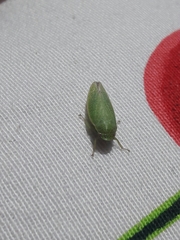 Cicadellidae