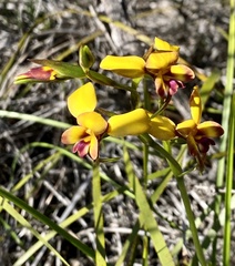 Diuris amplissima
