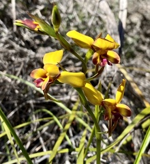 Diuris amplissima