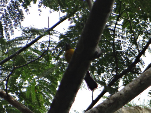 White-winged Shrike-Tanager (Lanio versicolor), photo 8