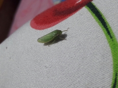 Cicadellidae