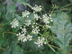 Pimpinella major