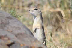 Spermophilus xanthoprymnus