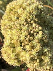 Hylotelephium maximum