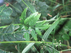Pimpinella major