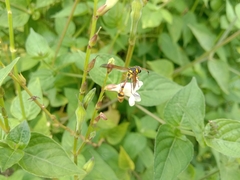 Delta campaniforme campaniforme