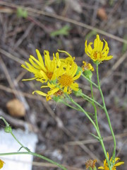 Jacobaea borysthenica