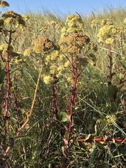 Hylotelephium maximum