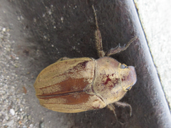 Melolontha incana