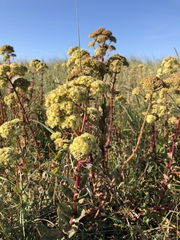 Hylotelephium maximum