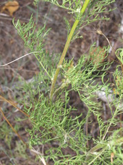 Jacobaea borysthenica