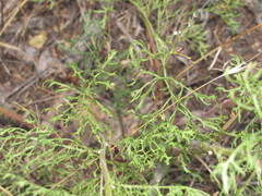 Jacobaea borysthenica