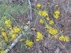 Jacobaea borysthenica